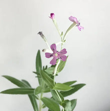 Load image into Gallery viewer, Plantable Greeting Card - Floral